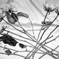 Dried roses No. 1