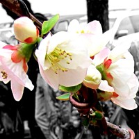 white-peach-blossom-3