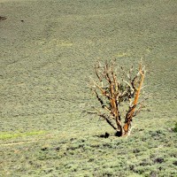 A bristlecone pine tree in the middle of a field