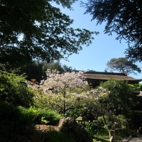 sf-jtg-sakura-late-bloomers